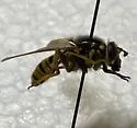 Sphecomyia columbiana - photo 4