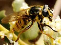 Sphecomyia dyari