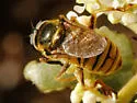 Sphecomyia dyari - photo 2