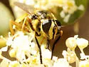 Sphecomyia dyari - photo 3