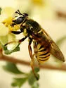 Sphecomyia dyari - photo 4