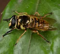 Sphecomyia hoguei