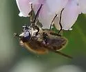 Sphecomyia metallica