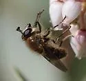 Sphecomyia metallica - photo 2