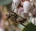 Sphecomyia metallica - photo 3