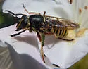 Sphecomyia pattonii