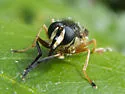 Sphecomyia pattonii - photo 2