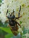 Sphecomyia pattonii - photo 3