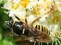 Sphecomyia pattonii - photo 4