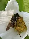 Sphecomyia pattonii - photo 5