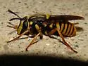 Sphecomyia vittata - Sphecomyia vittata