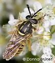 Sphecomyia vittata - photo 2
