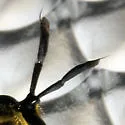 Sphecomyia vittata - photo 3