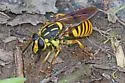 Sphecomyia vittata - photo 4