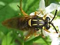 Sphecomyia vittata - photo 5