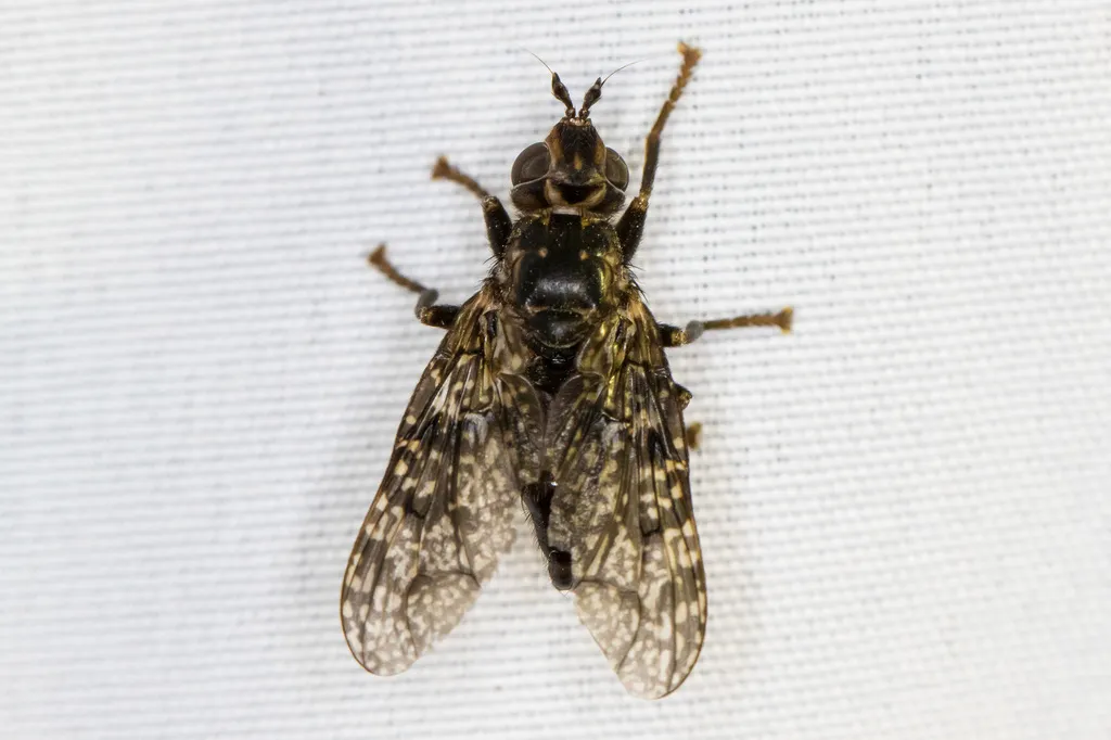Sphecomyiella valida