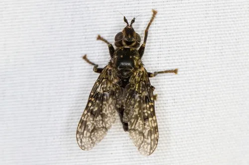 Sphecomyiella valida - photo 2