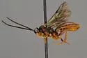 Sphecophaga vesparum - photo 5