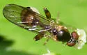 Sphegina biannulata