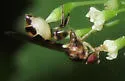 Sphegina biannulata - photo 2