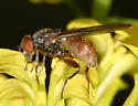 Sphegina brachygaster