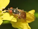 Sphegina brachygaster - photo 2