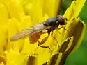 Sphegina brachygaster - photo 3
