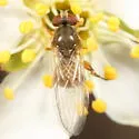 Sphegina brachygaster - photo 4