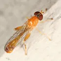 Sphegina campanulata