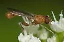 Sphegina campanulata - photo 2