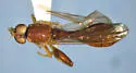Sphegina campanulata - photo 3