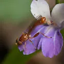Sphegina campanulata - photo 4