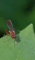 Sphegina campanulata - photo 5