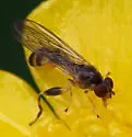 Sphegina flavimana