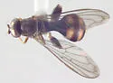 Sphegina flavimana - photo 2