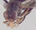 Sphegina flavimana - photo 3