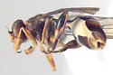 Sphegina flavimana - photo 5