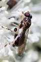 Sphegina keeniana