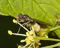 Sphegina keeniana - photo 2