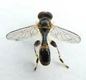 Sphegina keeniana - photo 3