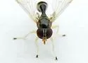 Sphegina keeniana - photo 4