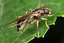Sphegina keeniana - photo 5