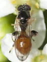 Sphegina lobulifera