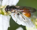 Sphegina lobulifera - photo 2