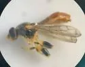 Sphegina lobulifera - photo 3