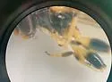 Sphegina lobulifera - photo 4