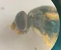 Sphegina lobulifera - photo 5