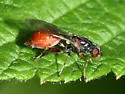 Sphegina rufiventris