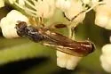 Sphegina rufiventris - photo 2