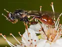 Sphegina rufiventris - photo 3